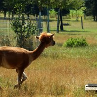 Пойду погуляю. :: Юрий. Шмаков