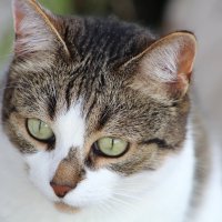 Шкод-модель :: ii_ik Иванов