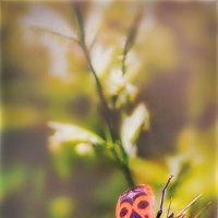 Минускулы(букашки) :: AZ east3