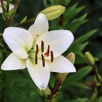 Июль - время лилий :: Светлана Июль - время лилий :: Светлана