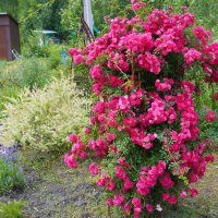 Роза . :: Alex 711402