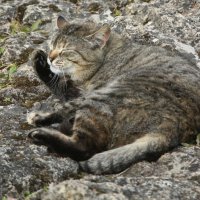 Орловский кот :: Наталья Герасимова