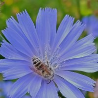 Вкусный цикорий! :: Валентина  Нефёдова 