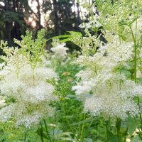 Таволга :: Сапсан 