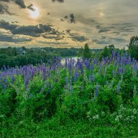 Люпиновый мир :: Александр Филатов