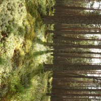 Солнце в сосновом лесу :: Максим Егоров