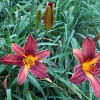 Середина лета :: Дмитрий И_ Середина лета :: Дмитрий И_