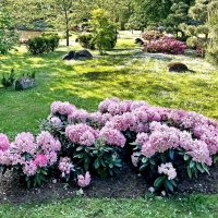 Поляна с рододендронами :: Veera V Поляна с рододендронами :: Veera V