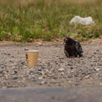 Голубь просит милостыню у обочины :: Сергей Флетчер