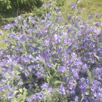 Полевые цветы :: Андрей Хлопонин