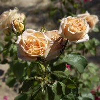 Розы :: Анатолий Чикчирный