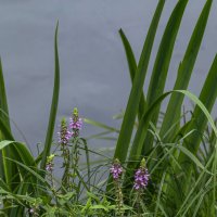 Среди зелени :: Сергей Цветков