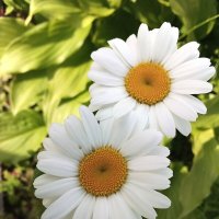 Ромашечки :: Фотогруппа Весна