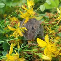 Мышка  норушка... )) :: Владимир Хиль