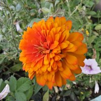 Оранжевый король :: PRP Оранжевый король :: PRP