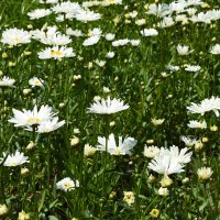 Москва. Битцевский лес. :: Наташа *****