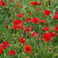 Маки на зеленом :: Натали 