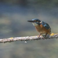 зимородок. :: юрий макаров