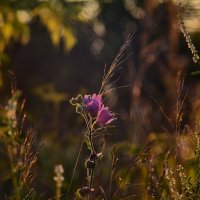 Вечерний свет :: Роман Пацкевич