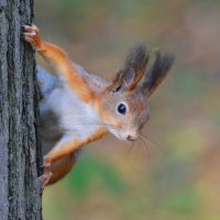 Белка :: Константин Анисимов Белка :: Константин Анисимов