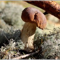 От тихой охоты :: Aleksandr Gal