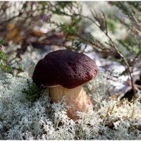 *** :: Aleksandr Gal