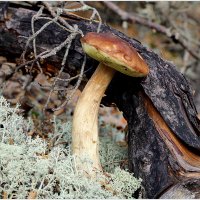 *** :: Aleksandr Gal