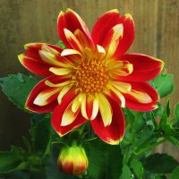 Красота :: Людмила Смородинская