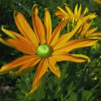 Зеленоглазая рудбекия :: Людмила Смородинская