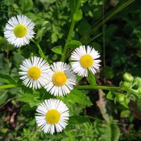 лесное :: Елена Шаламова