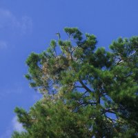 МА-МА я тебя ЖДУ кушать не магу :: Владимир Максимов