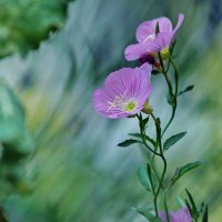 В сказке... :: Николай Саржанов