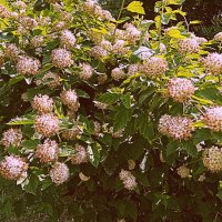 Цветы. :: Владимир Драгунский