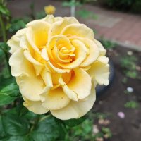 ,,, :: Сергей Тимоновский