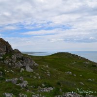 Природа Крыма :: Amazing Cosmea