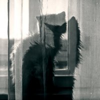 Кошка и её тень :: СЮ 