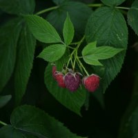 Ягода малинка)) :: Татьяна Евдокимова