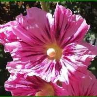 Шток-роза (мальва) :: Ольга Довженко Шток-роза (мальва) :: Ольга Довженко