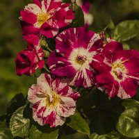 Краски июля. :: Петр Беляков