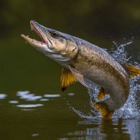 Щука :: Aleksey Afonin