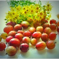 КРЫЖОВНИК... :: Elvira E. 