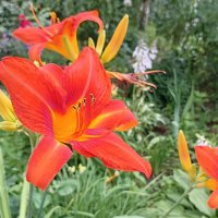 Лилейник :: Татьяна Тюменка