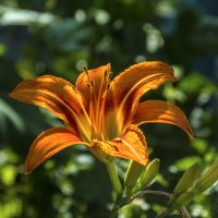 Лилейник :: Валентин Семчишин Лилейник :: Валентин Семчишин