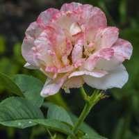 Двух цветная роза :: Валентин Семчишин