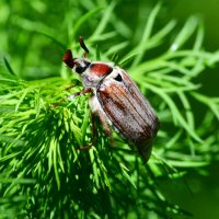 Майский жук :: Геннадий Супрун Майский жук :: Геннадий Супрун