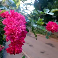 Веточка :: Мария Гуськова