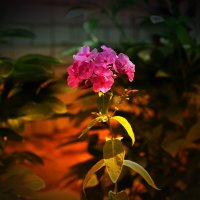 Цветение. :: Николай Феофанов Цветение. :: Николай Феофанов