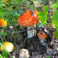 Разнообразие природы... :: Андрей Катков