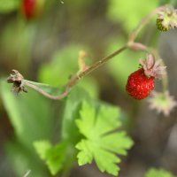 земляника :: Ольга 