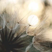 *** :: Елена Kазак (selena1965) *** :: Елена Kазак (selena1965)